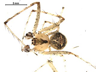 <i>Mimetus puritanus</i> Species of spider