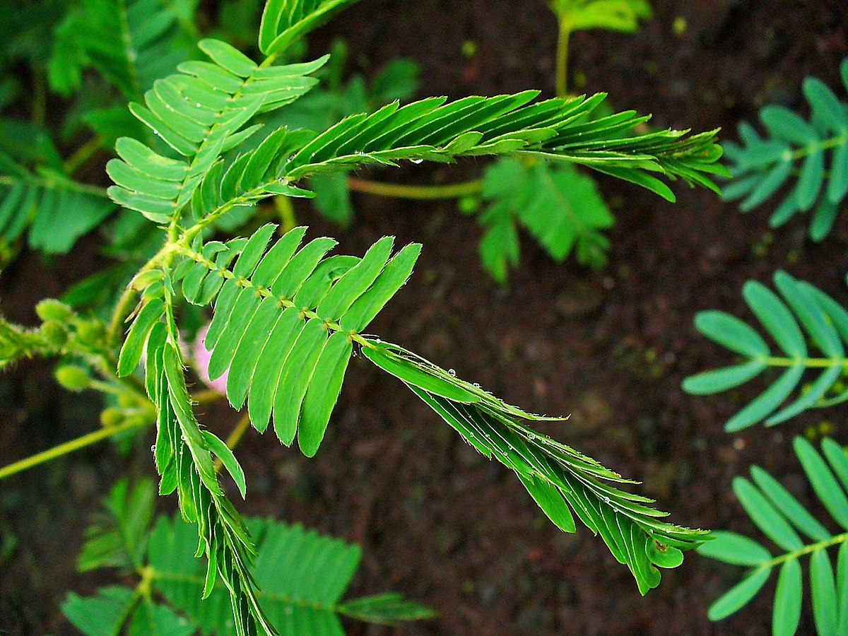 zombie plant (Mimosa pudica )  By Heimu's Himalayan Gardens LLC