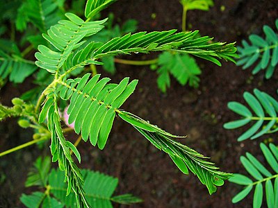 Mimosa pudica Leaf