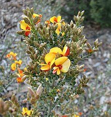 Mirbelia oxylobioides.jpg