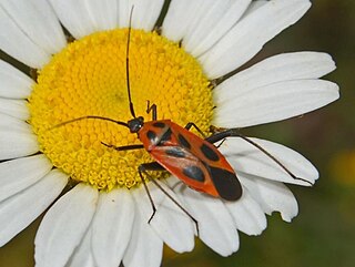 <i>Calocoris nemoralis</i> Species of true bug