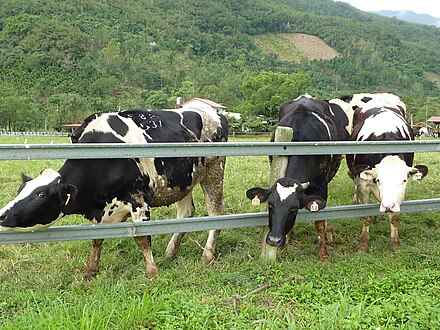 Cattle in Hualien