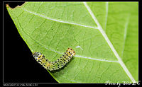 Larva Monobolodes prunaria (5020467317).jpg