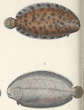 <i>Monochirus</i> Genus of fishes