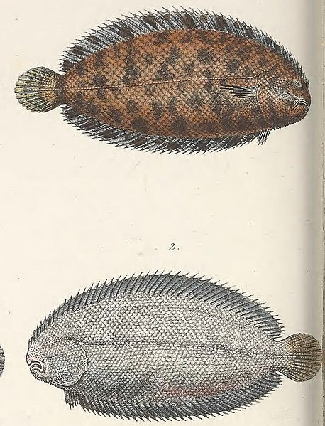 File:Monochirus hispidus.jpg