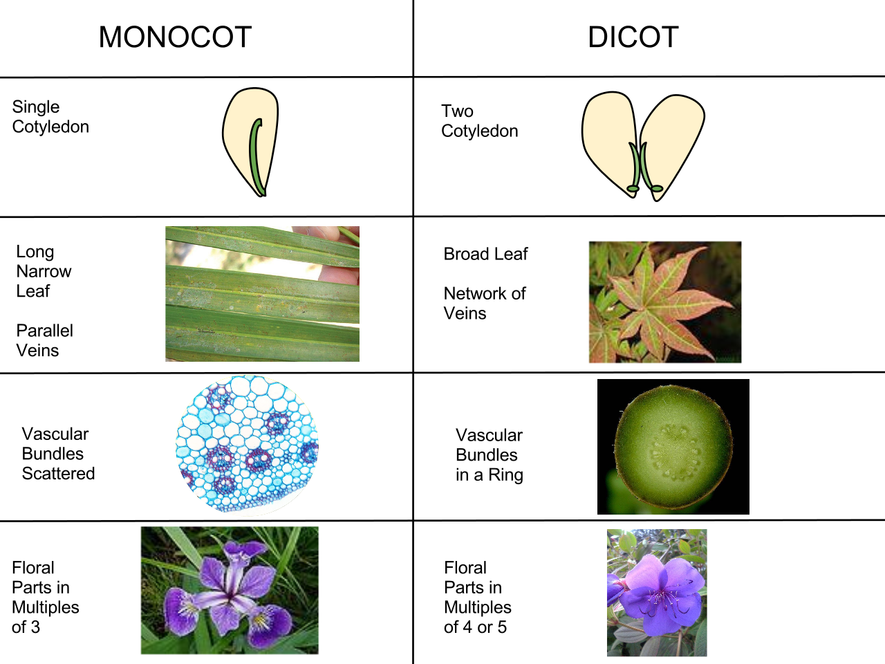 Pictures Of A Monocot 59