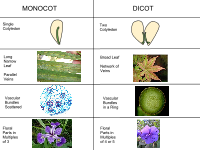 Illustrations of differences between monocots and dicots