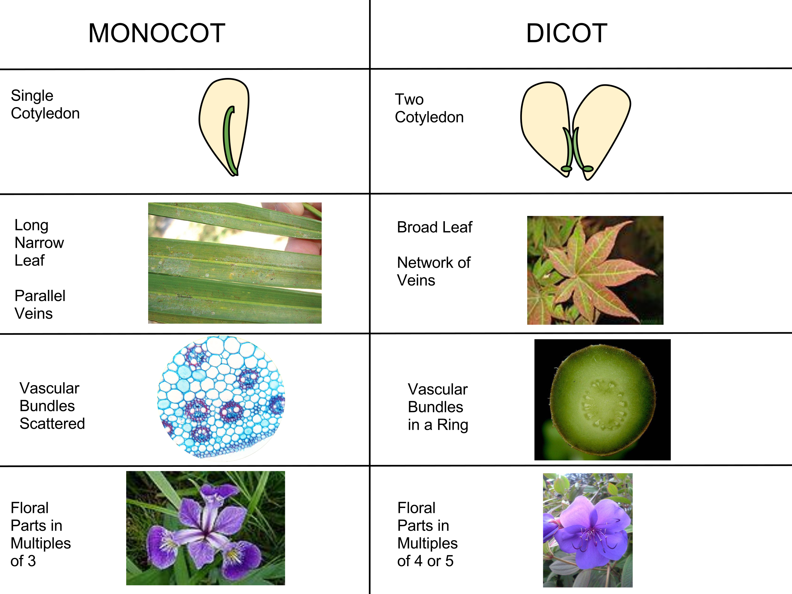 vascular bundle monocot dicot