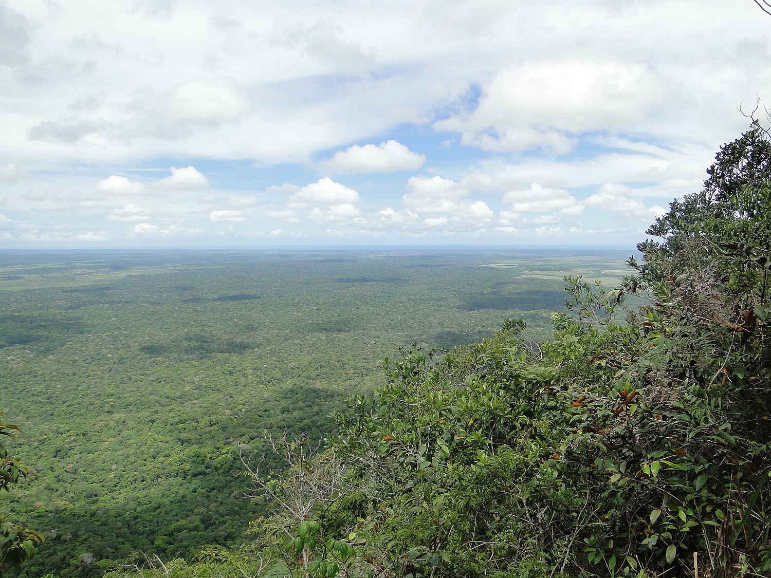 Macaco-prego-do-peito-amarelo – Wikipédia, a enciclopédia livre