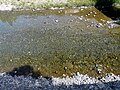 Il fiume Trebbia, Montebruno, Liguria, Italia