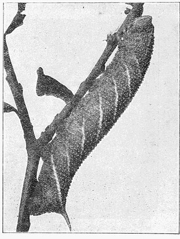 Fig. 14.Caterpillar of Eyed Hawk-moth.