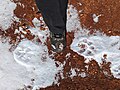 Thumbnail for File:Mountain-lion footprint 1 1-2023.jpg