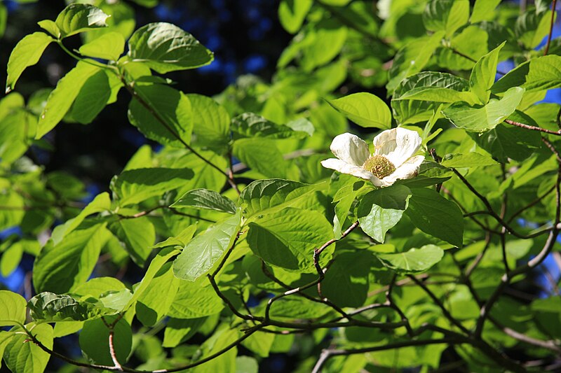 File:Mountain dogwood Cornus nuttali.jpg