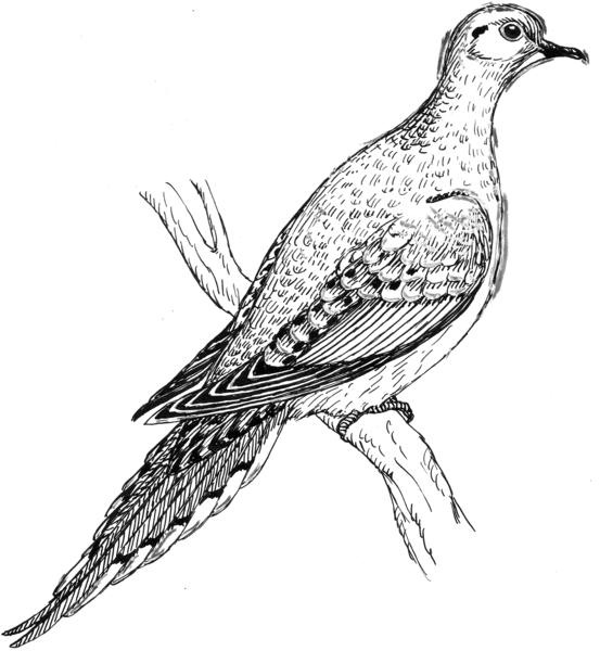 File:Mourning Dove 2 (PSF).png