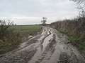 Thumbnail for File:Mud, mud, glorious mud^ - geograph.org.uk - 3272828.jpg