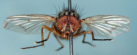 Musca domestica-f.jpg