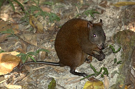 Chuột kangaroo Musky