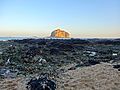 Rocas en la zona intermareal completamente cubiertas de mejillones, en el área escénica de Bangchuidao, Dalian, provincia de Liaoning (China).