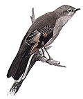 Thumbnail for Townsend's solitaire