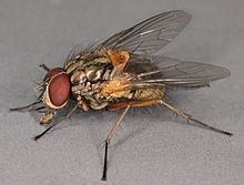 Mydaea corni laki-laki, Llysfaen, North Wales, Mei 2011 (16614951928).jpg