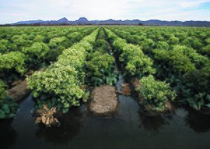 Broccoli: Taxonomie, Etimologie, Descriere