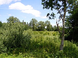 NSG Breilried, Blick auf das Ried im Zentrum des Gebiets.