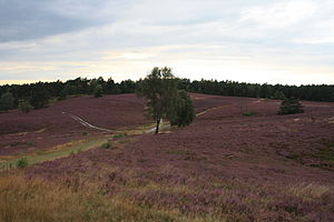 View over the nature reserve during the heather bloom