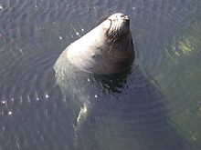 Éléphant de mer du nord se reposant dans l'eau.