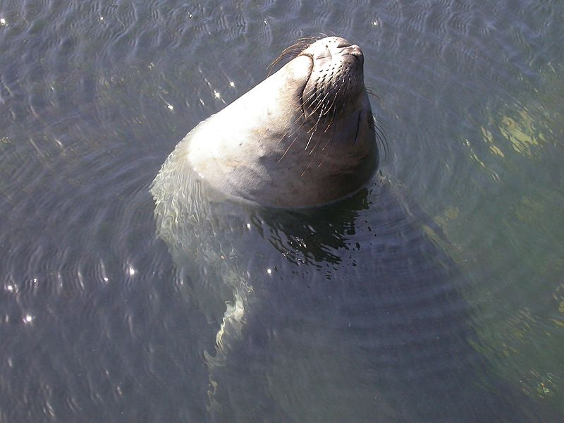 File:N elephant seal resting.JPG