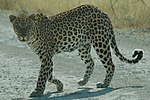 Минијатура за Африкански леопард