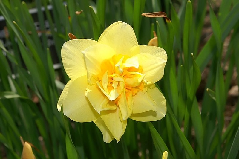 File:Narcissus Chanticleer 0zz.jpg