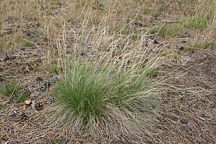 Katteskæg (Nardus stricta)Foto: Kenraiz.