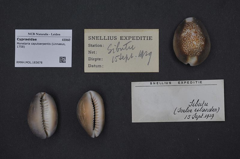 File:Naturalis Biodiversity Center - RMNH.MOL.183678 - Monetaria caputserpentis (Linnaeus, 1758) - Cypraeidae - Mollusc shell.jpeg