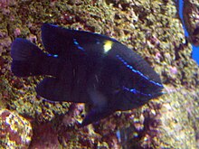 Neoglyphidodon oxyodon.001 - Aquarium Finisterrae.jpg