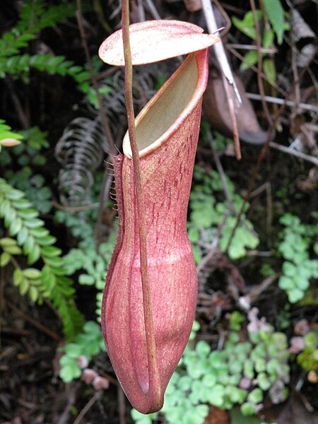 File:Nepenthes benstonei7.jpg