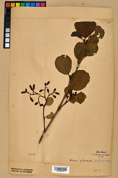 File:Neuchâtel Herbarium - Alnus x pubescens - NEU000020130.jpg
