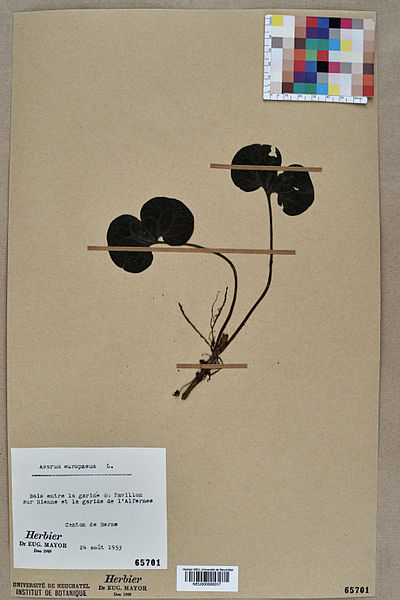 File:Neuchâtel Herbarium - Asarum europaeum - NEU000008317.jpg