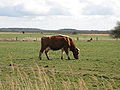 Vorschaubild für Fenne (Weide)