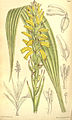 Neuwiedia veratrifolia (as syn. Neuwiedia lindleyi) plate 7368 in: Curtis's Bot. Magazine (Orchidaceae), vol. 120, (1894)