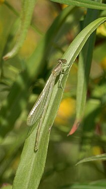 Newly Emerged Pond Damselfly (Coenagrionidae)