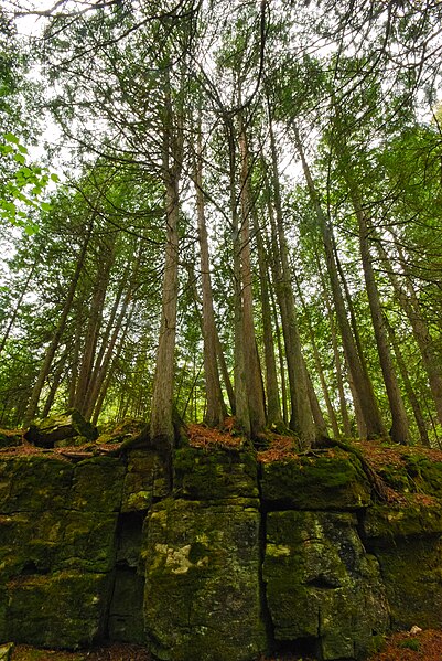 File:Newport Conifer-Hardwoods.jpg