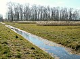 Im Süden des Naturschutzgebietes, rechts des Grabens Reste Rimpau’scher Moordammkulturen