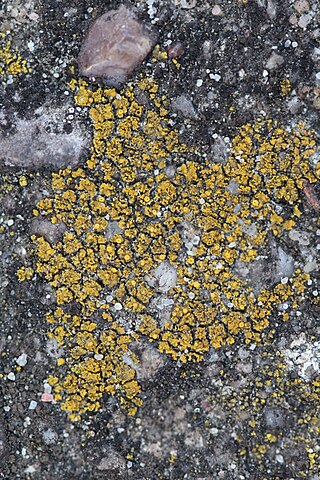 <i>Flavoplaca arcis</i> Species of lichen
