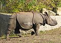 Nosorozec indyjski Gyan2.jpg