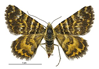 <i>Notoreas elegans</i> Species of moth