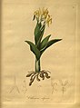Chloraea alpina plate 53 in: E.F. Poeppig & S. Endlicher Nova genera ac species plantarum, quas in regno Chilensi Peruviano et in terra Amazonica (Orchidaceae) (1827–1832)