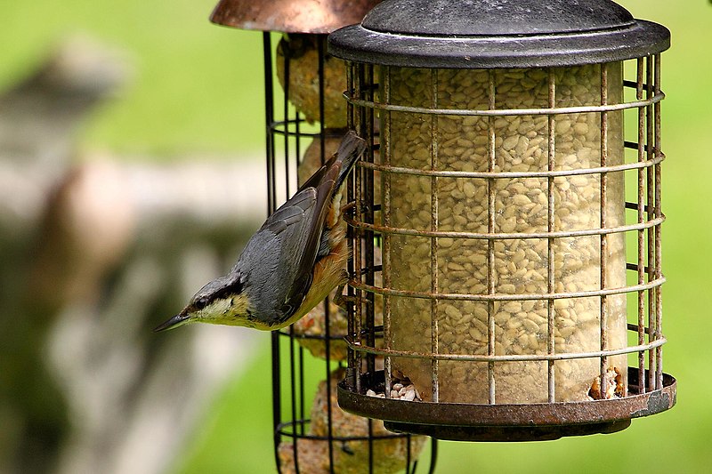 File:Nuthatch (7177933549).jpg