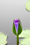 Bud of Nymphaea capensis