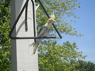 <span class="mw-page-title-main">Pied cockatiel</span>