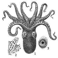 Description de l'image Octopus vitiensis 2.jpg.
